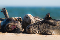 seals-5475