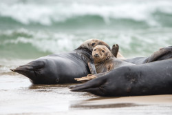 seals-5506