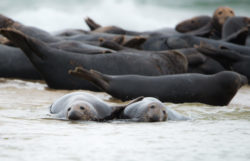 seals-5524