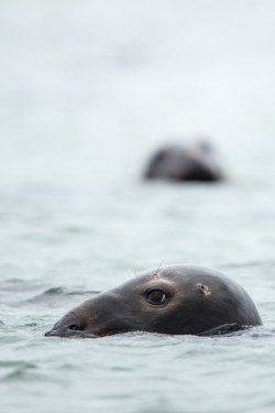 seals-5555