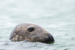 seals-5557