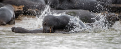 seals-5596