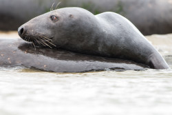 seals-5597