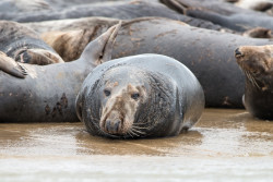 seals-5608