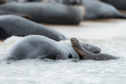 seals-5622