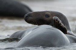 seals-5626