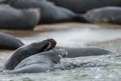 seals-5627