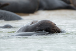 seals-5630