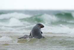 seals-5642