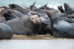 seals-5645