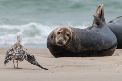 seals-5659