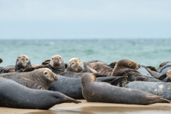 seals-5676