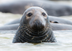 seals-5701